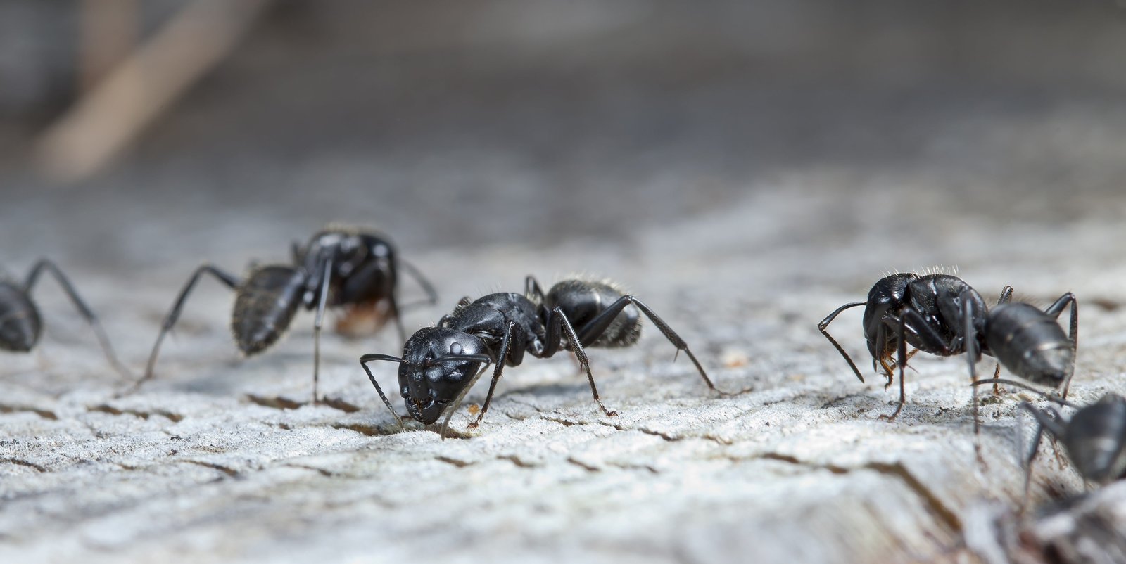 Ant Control Image